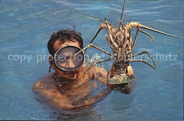 Meerestiere Spiny Lobster Phuket Province Chao Lay