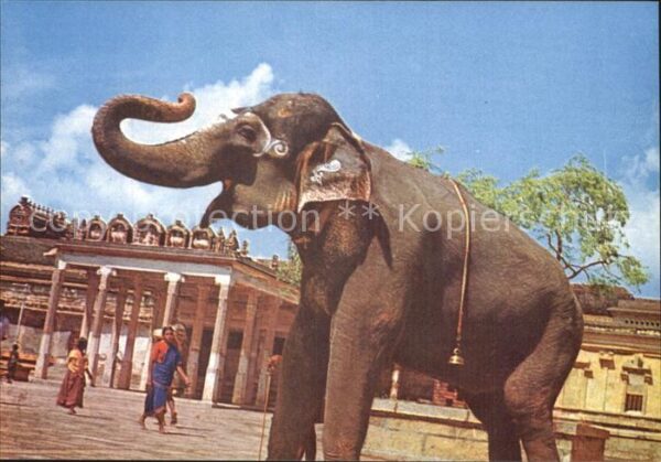 Elefant Srirangam Temple Trichy India