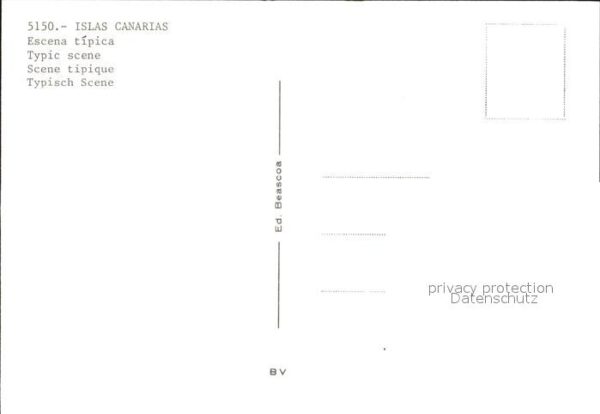 Esel Tiere Islas Canarias – Bild 2