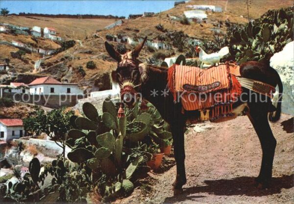 Esel Tiere El Burro Chumbito Islas Canarias
