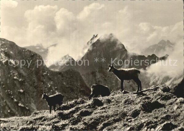 Gemse Höfats Allgäuer Alpen