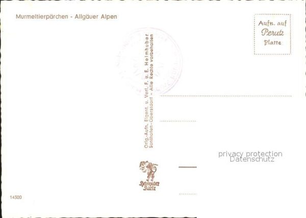 Murmeltier Murmeltierpärchen Allgäuer Alpen – Bild 2