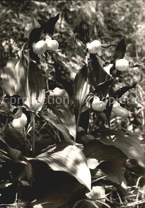 Blumen Frauenschuh