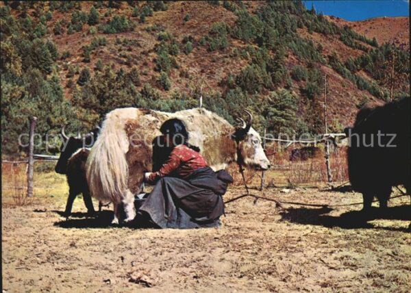 Tiere Melken Sherpa Girl and Yak Nepal