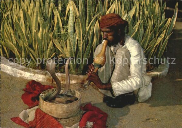 Schlangen Tiere Indian Snake Charmer Singapore Schlange