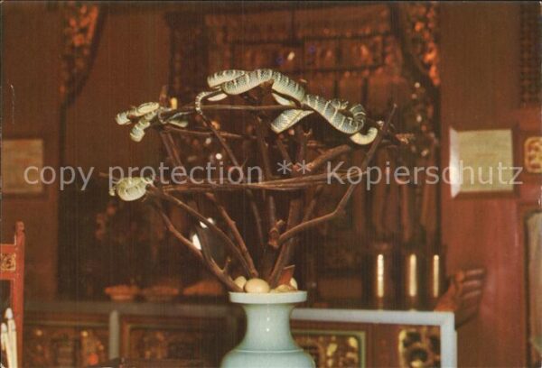 Schlangen Tiere Snake Temple Penang W. Malaysia