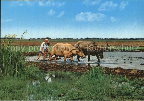 Landwirtschaft Ploughing with Buffaloes Tice Field Mal