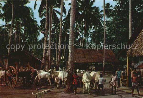 Kuehe Cows flocking their Shed Malaysia