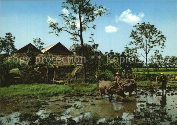 Landwirtschaft Rice Cultivation of Thai Farmers