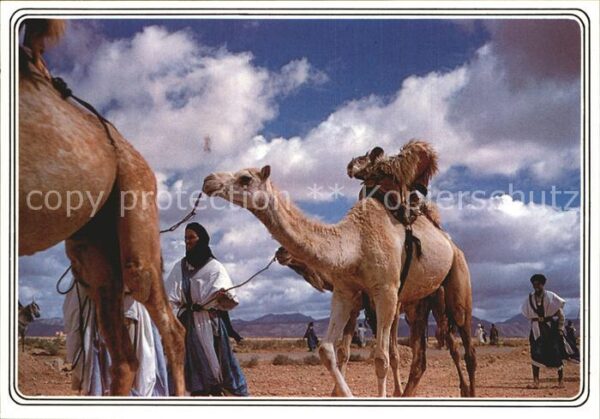 Kamel  Camel Chameau Maroc Marokko