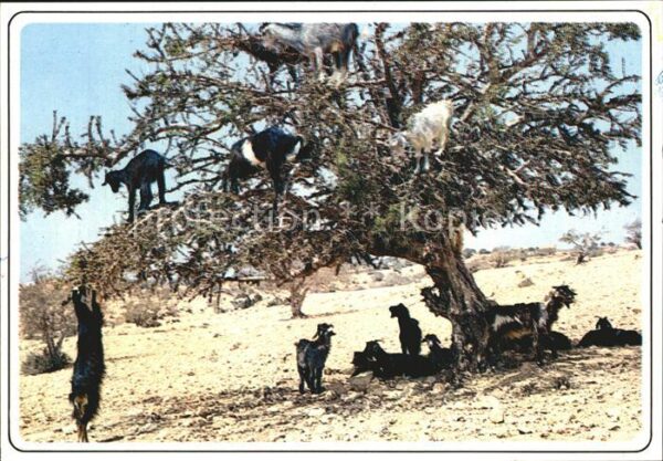 Ziege Maroc Chevres sur l'arganier