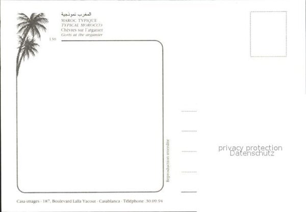 Ziege Maroc Chevres sur l'arganier – Bild 2