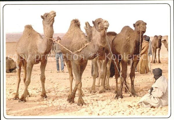 Kamel  Camel Chameau Maroc Marche aux Chameaux