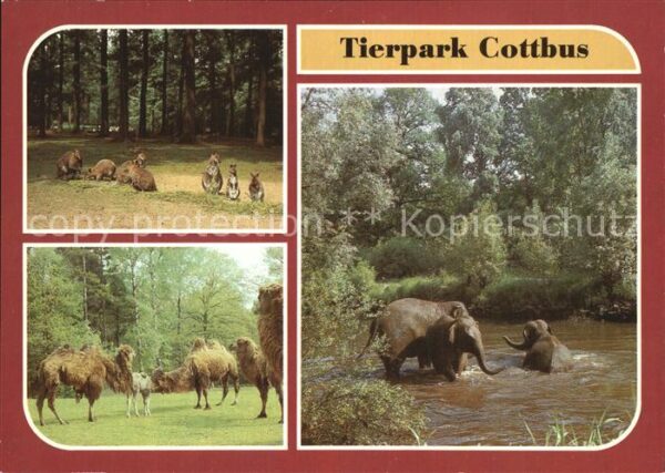 Zoo Cottbus Benett-Känguruhs Trampeltiere A