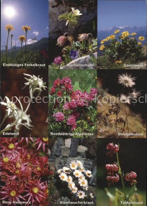 Blumen Alpenblumen Edelweiss Türkenbund Strube