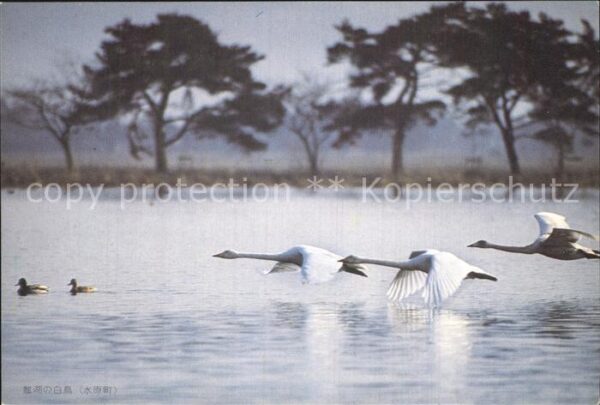 Schwan Fliegende Schwäne Japan