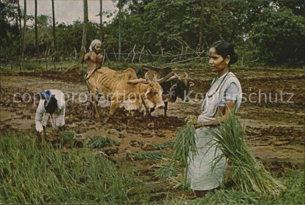 Landwirtschaft Goa India Transplanting Rice
