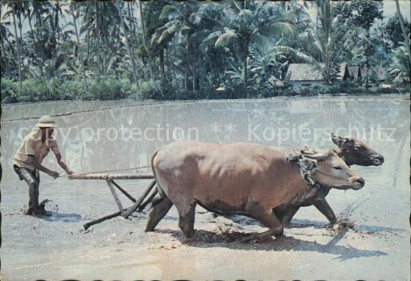 Landwirtschaft Ochsen Farmer ploughing the field Bali