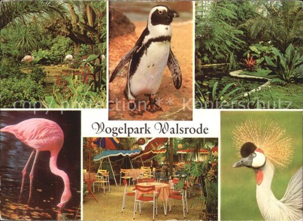 Voegel Vogelpark Walsrode Flamingo Pinguin