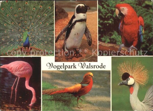 Voegel Vogelpark Walsrode Flamingo Blauer Pfau