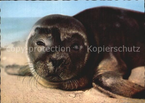 Seehunde Robben Nordseestrand