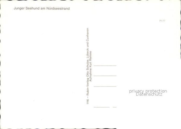 Seehunde Robben Nordseestrand – Bild 2