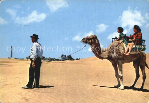 Kamel  Camel Chameau Islas Canarias Maspalomas Oase Leuchttu