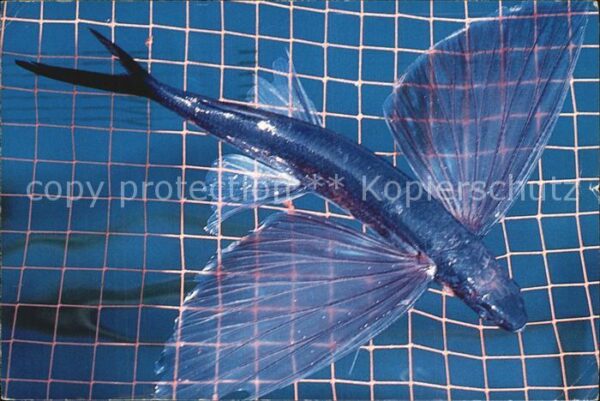 Fische Catalina Flying Fish Avalon Catalina Is