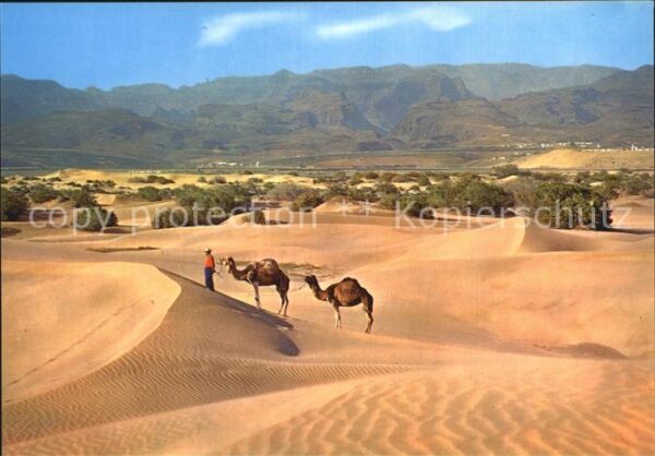 Kamel  Camel Chameau Gran Canaria Desierto de Maspalomas