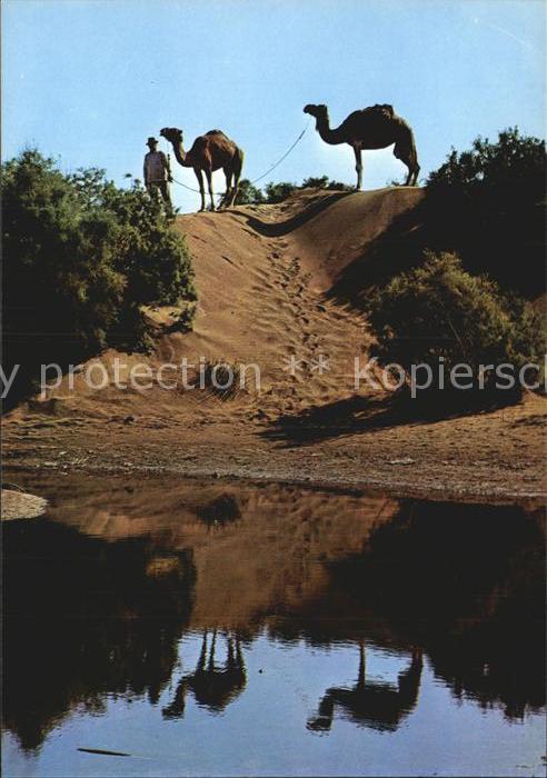 Kamel  Camel Chameau Maspalomas Gran Canaria Dunas