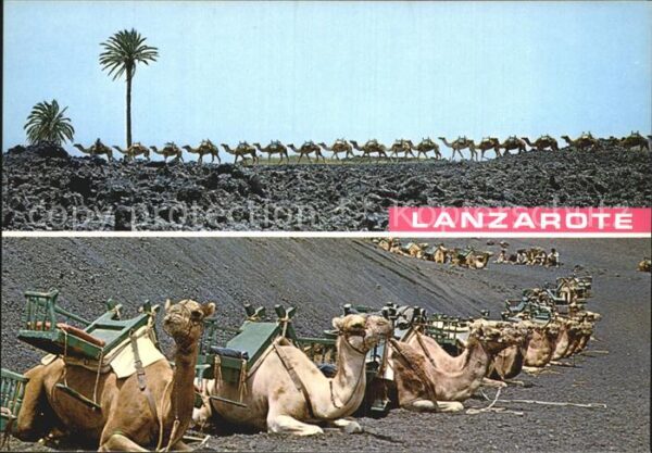 Kamel  Camel Chameau Lanzarote Montanas de Fuego Caravane de