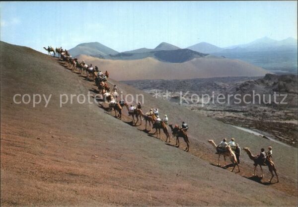 Kamel  Camel Chameau Lanzarote Montana del Fuego Caravana