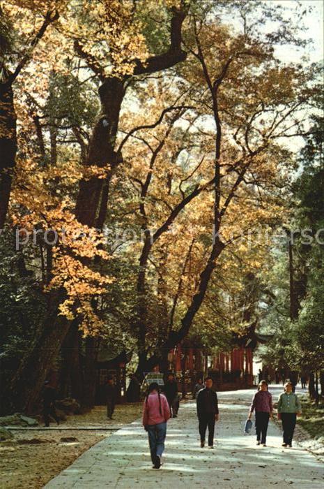Hangzhou A Path Totalansicht Ling Yin Temple