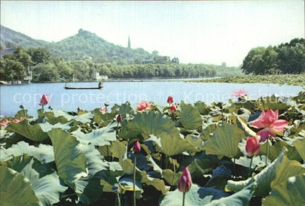 Hangzhou Lotus Flowers in Summer Breeze
