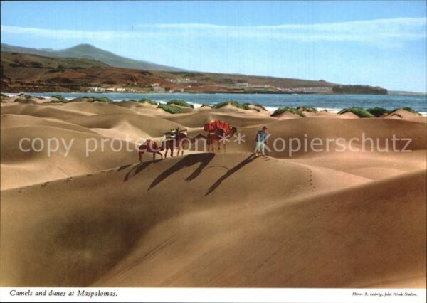 Maspalomas Camels and dunes