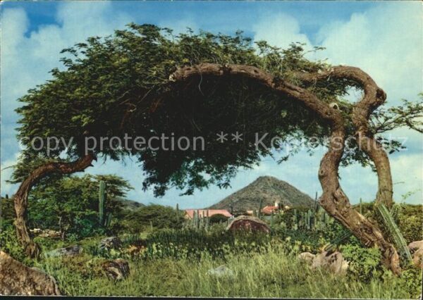 Aruba Divi Tree