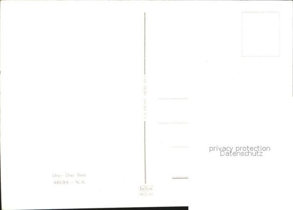 Aruba Divi Tree – Bild 2