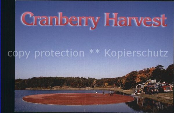 Cape Cod Mass. Cranberry Harvest