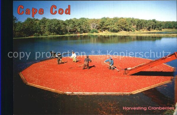 Cape Cod Mass. Harvesting Cranberries