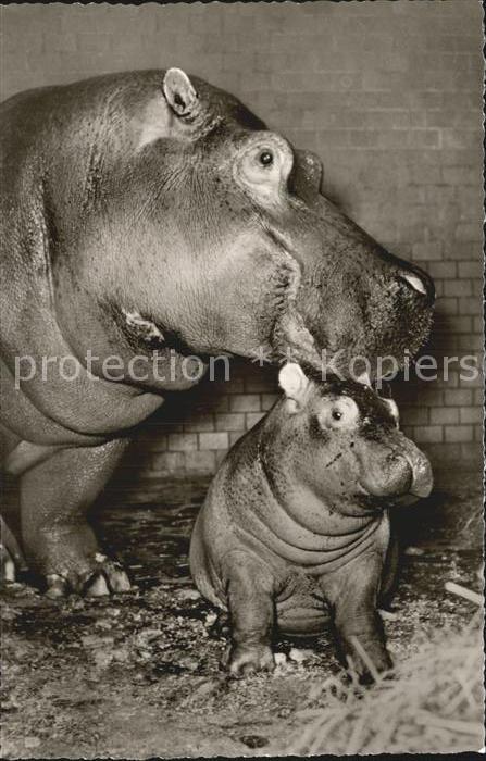 Tiere Flusspferde Zoo Frankfurt am Main