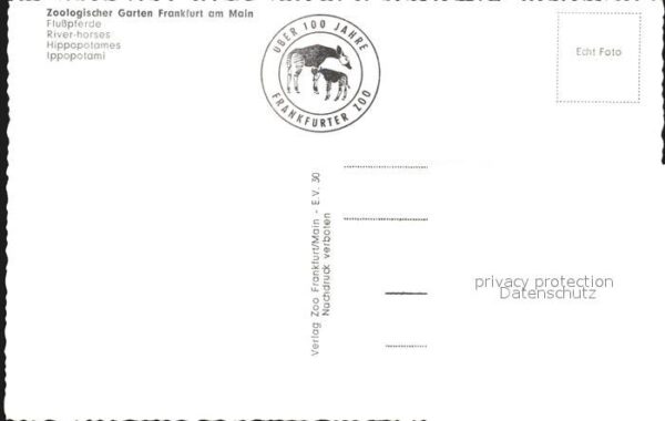Tiere Flusspferde Zoo Frankfurt am Main – Bild 2