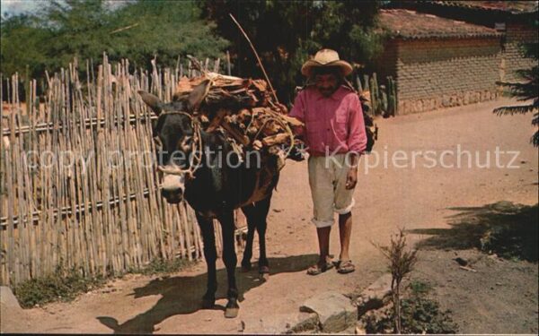 Esel Tiere Mexico Bauer