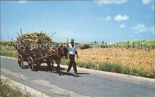 Landwirtschaft Barbados West Indies Eselkarre Sugar Ca