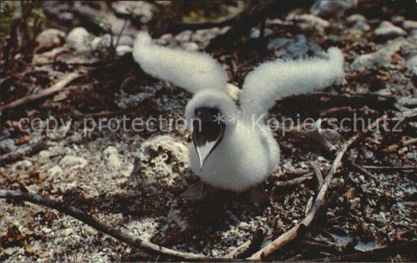 Voegel Young Guni Bird