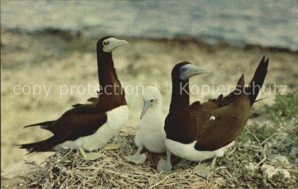 Voegel Guni Bird Family