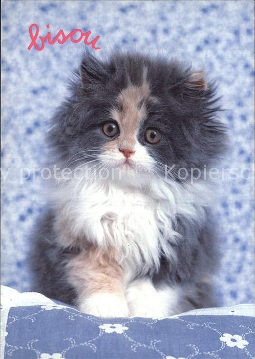 Katzen Serie Caline