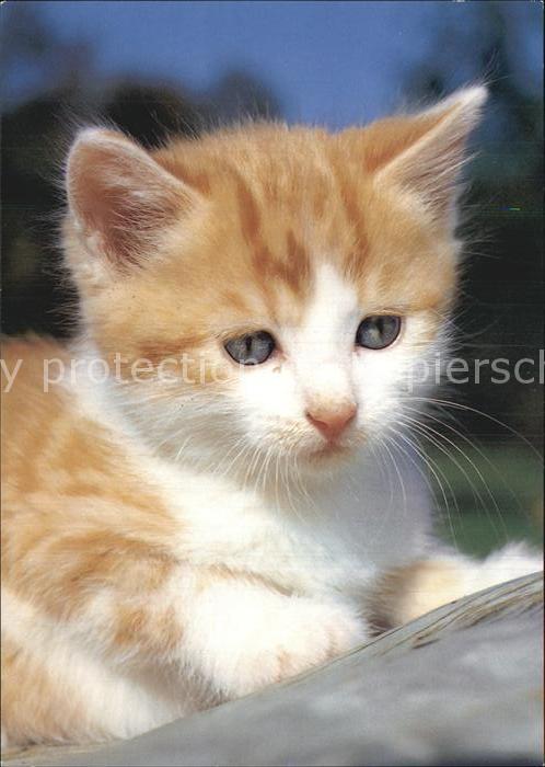 Katzen Hauskatze