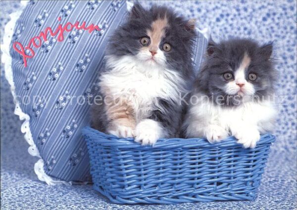 Katzen Serie Caline 8068