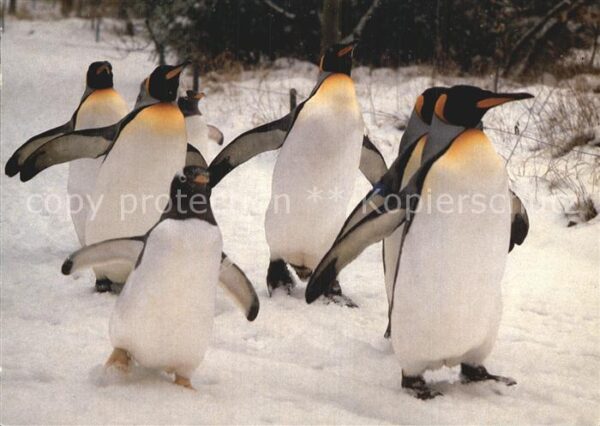 Pinguin Zoo Basel