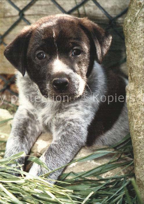 Hunde Tierrettungsdienst Winkel Schweiz